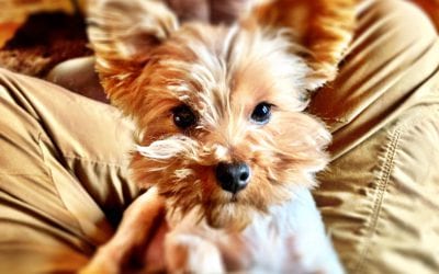 3D Yorkie